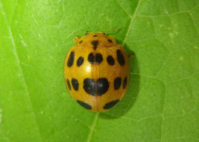 Epilachna borealis; Squash Lady Beetle