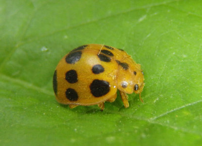 Epilachna borealis; Squash Lady Beetle