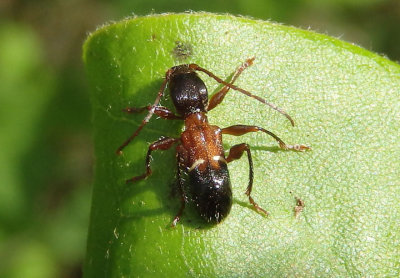 Euderces picipes; Long-horned Beetle species