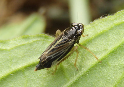 Evacanthus orbitalis; Leafhopper species