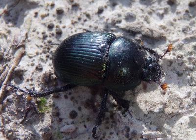 Geotrupes splendidus; Splendid Earth-boring Beetle