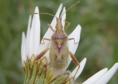 Harmostes reflexulus; Scentless Plant Bug species