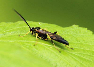 Ichneumon Ichnuemon Wasp species; male