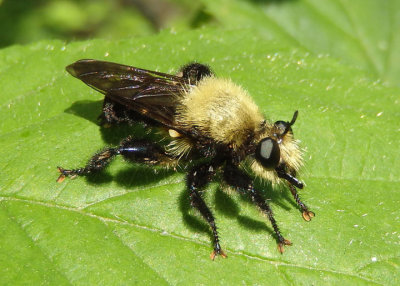 Laphria flavicollis; Bee-like Robber Fly species