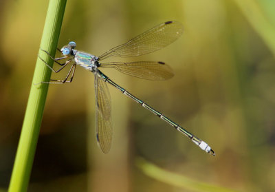 Lestes eurinus; Amber-winged Spreadwing; male 