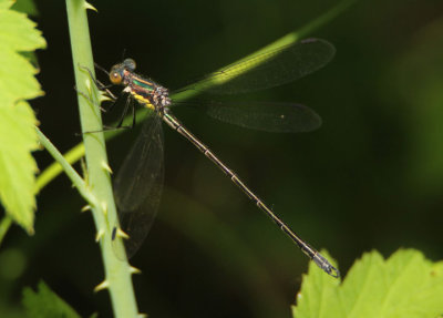 Lestes eurinus; Amber-winged Spreadwing; young male