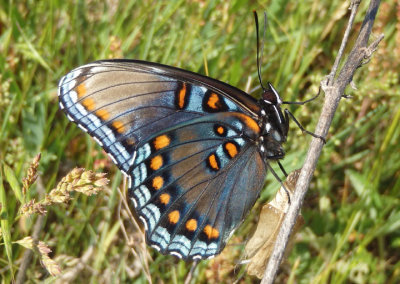 Limenitis arthemis astyanax; Red-spotted Purple