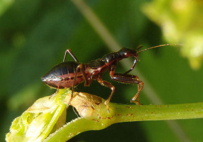 Nabis subcoleoptratus; Black Damsel Bug