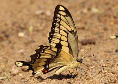 Papilio cresphontes; Eastern Giant Swallowtail 