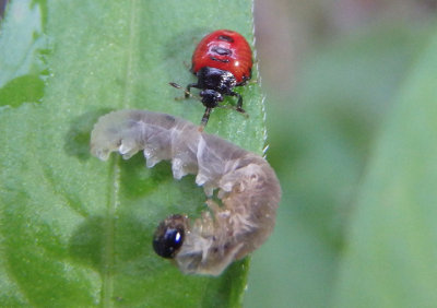 Podisus Predatory Stink Bug species nymph with sawfly larva prey