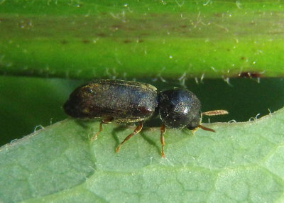 Ptilinus ruficornis; Death-watch Beetle species; female