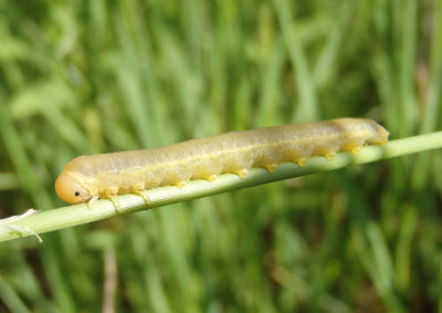 Symphyta Sawfly species larva