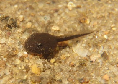 American Toad tadpole