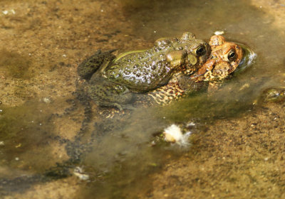 American Toads with eggs