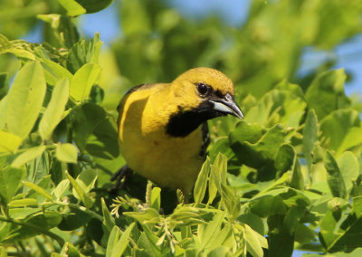 Orchard Oriole; first year male