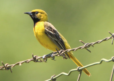 Orchard Oriole; first year male