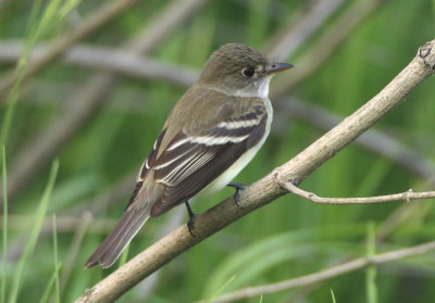 Willow Flycatcher