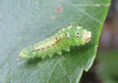 6251 - Drepana arcuata; Arched Hooktip caterpillar