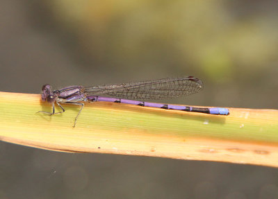 Argia fumipennis violacea; Violet Dancer; male