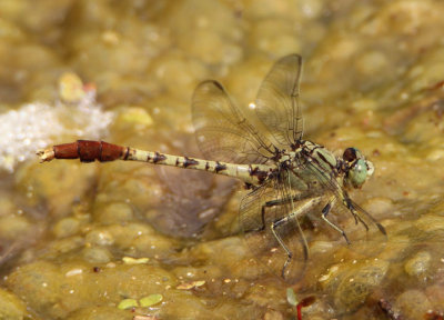 Arigomphus submedianus; Jade Clubtail; male