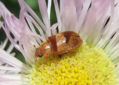 Byturus unicolor; Raspberry Fruitworm Beetle