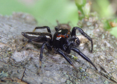 Colonus sylvanus; Jumping Spider species; male