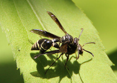 Eumenes Potter Wasp species