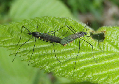 Gnophomyia tristissima; Limoniid Crane Fly species pair