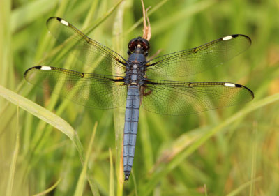 Libellula cyanea; Spangled Skimmer; male