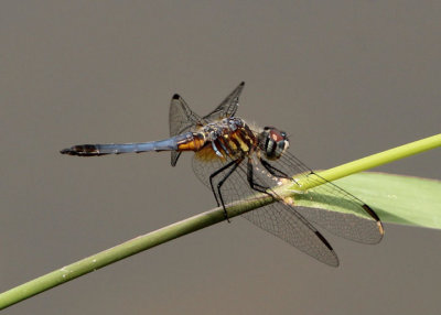 Pachydiplax longipennis; Blue Dasher; old female