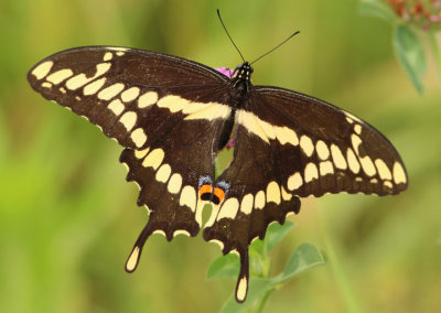 Papilio cresphontes; Eastern Giant Swallowtail 