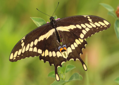 Papilio cresphontes; Eastern Giant Swallowtail 