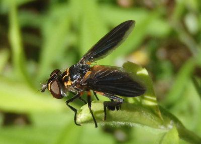 Trichopoda pennipes; Feather-legged Fly species