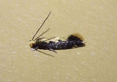 0400 - Tinea mandarinella; Clothes Moth species