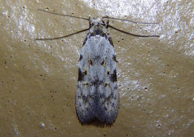 1842 - Taygete attributella; Twirler Moth species