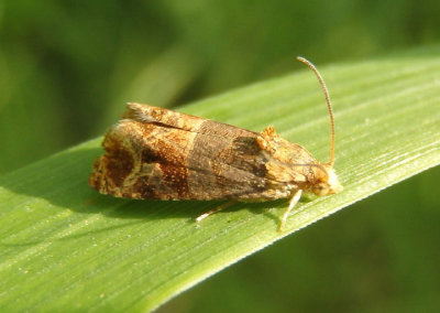 2723 - Paralobesia vernoniana; Tortricid Moth species