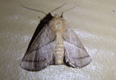 4679 - Natada nasoni; Nason's Slug Moth