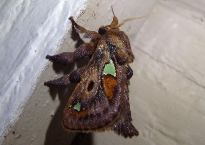 4697 - Euclea delphinii; Spiny Oak-Slug Moth