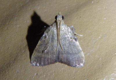 5571 - Condylolomia participalis; Drab Condylolomia