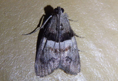 5595 - Pococera robustella; Pine Webworm Moth