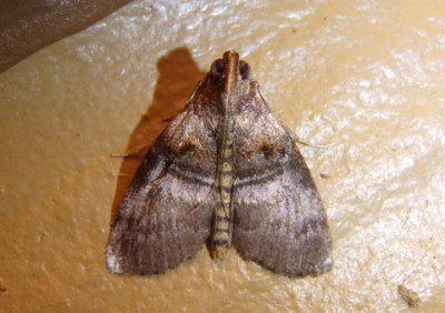 5604 - Pococera militella; Sycamore Webworm Moth