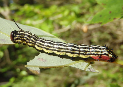 7715 - Dryocampa rubicunda; Rosy Maple Moth catepillar