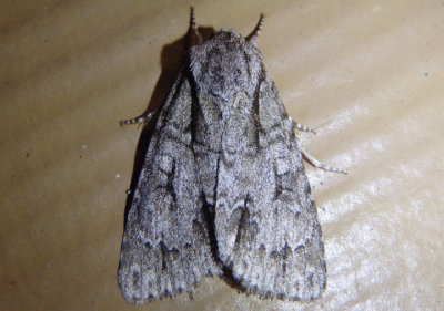 9235 - Acronicta spinigera; Nondescript Dagger