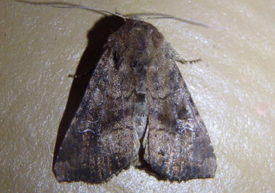 9454 - Loscopia velata; Veiled Ear Moth