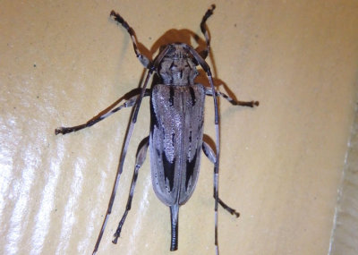 Acanthocinus nodosus; Lesser Pine Borer; female