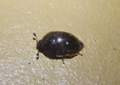 Amphicrossus ciliatus; Sap-feeding Beetle species