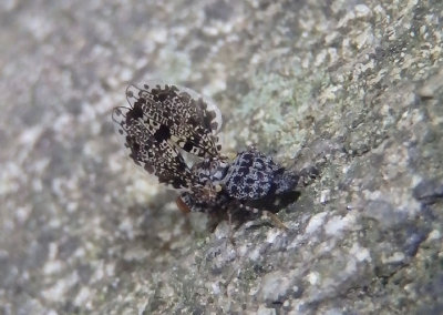 Callopistromyia annulipes; Peacock Fly