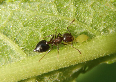 Crematogaster cerasi; Acrobat Ant species
