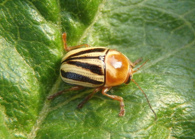 Cryptocephalus venustus; Case-bearing Leaf Beetle species
