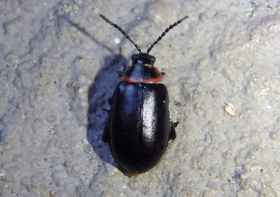 Disonycha xanthomelas; Spinach Flea Beetle